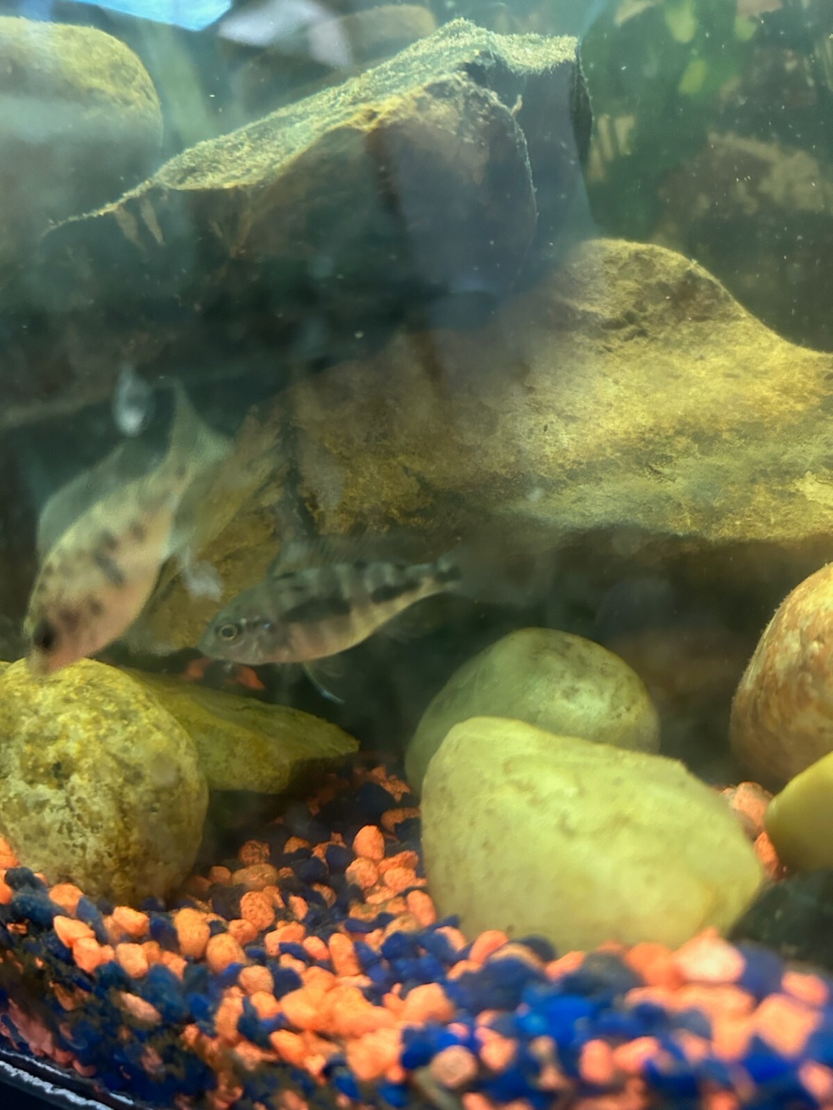 african cichlid live fish eBay