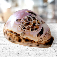 Real Sea Shell Tiger Cowrie Turtle Snail Morrow Bay Ca Iridescent Hand Carved