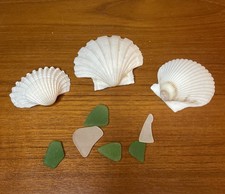 Seashells And Sea Glass Genuine Beach Lot