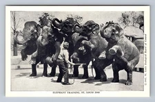 St Louis MO-Missouri Elephant Training Line St Louis Zoo Vintage Postcard