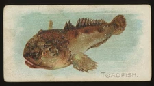 1889 Allen & Ginter 50 Fish from American Waters Toadfish