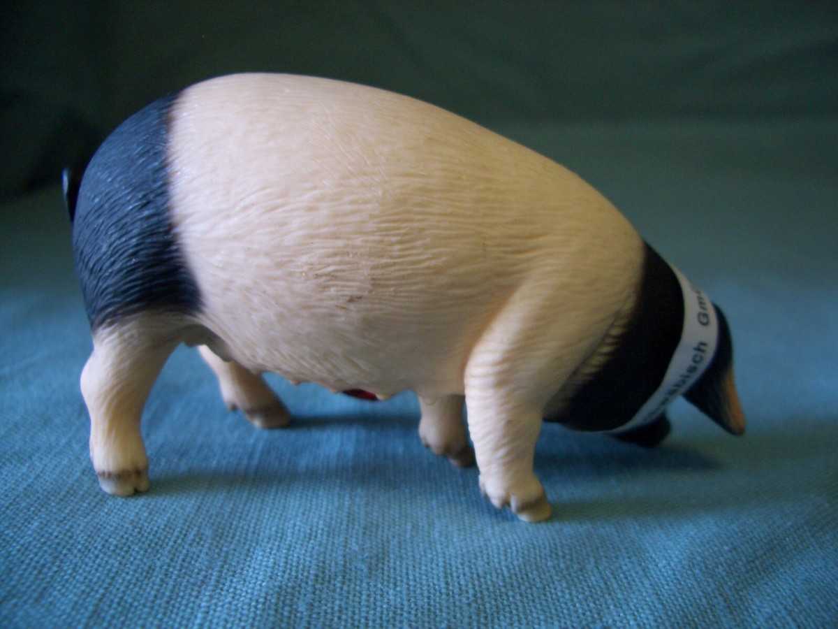 SWABIAN-HALL BOAR #13643 SOW #13612 PIGLET EATING #13635 & #13636