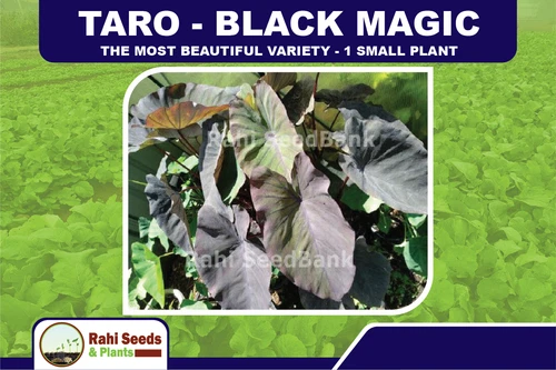 TARO - Black Magic - the Most Beautiful Variety - 1 Small Plant