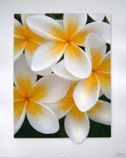 Mini Poster Elaine's White Yellow Frangipanis