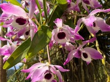 Orchid Plants Dendrobium nobile Thai species