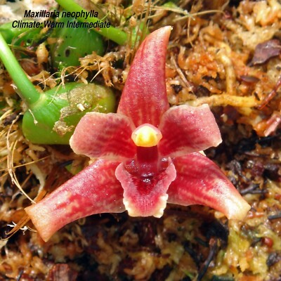 Maxillaria neophylla - Plant from Ecuagenera