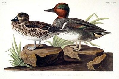 Rare AUDUBON Double-Elephant Folio, Amsterdam Edition, No. 46 GREEN WINGED TEAL