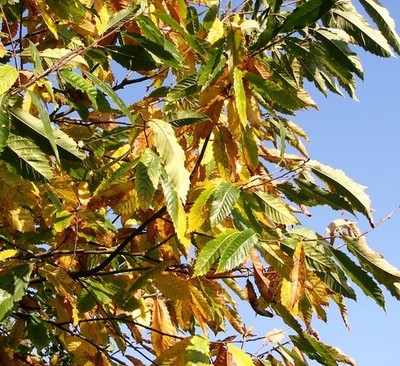Photo 6x4 Sweet chestnut (Castanea sativa) - leaves Ashby St Mary The swe c2017