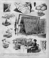 BRAZILIAN SILKWORM EXHIBIT MOTH LAYING EGGS SPINNING SILK THREAD COCOON CRYSALIS