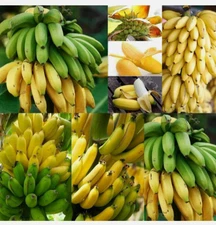 50 seeds, Banana Tree Seeds for Planting - Grow Bananas