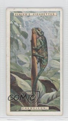 1924 Player's Natural History Tobacco Chameleon #13 1m8