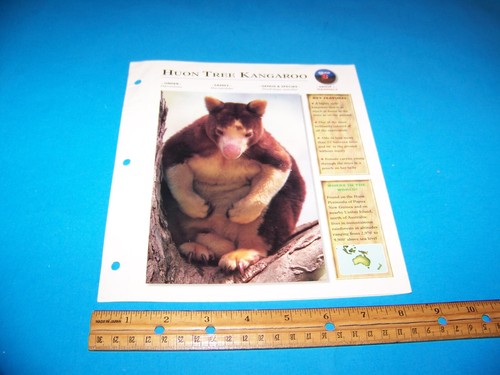 Huon Tree Kangaroo Photo / Information Page Wildlife Explorer 1998 - Picture 3 of 3