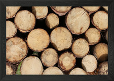 Wooden cut tree trunk Framed Wall Art Poster Canvas Print Picture