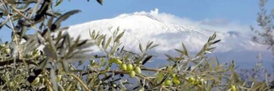 EXTRA VIRGIN OLIVE OIL NOCELLARA DELL' ETNA 100% SICILIAN 5 liters.  2025