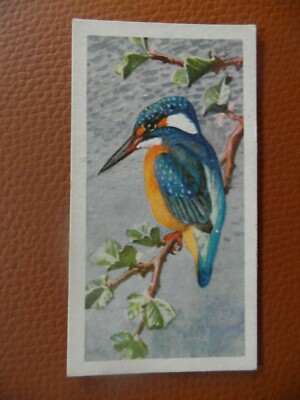  Brooke Bond original 1957 tea-card ''Bird Portraits'' No.24 of 50 ''Kingfisher''.