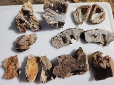 Agatized Fossil Coral from Florida 12 piece Collection Lot druzy crystal geode