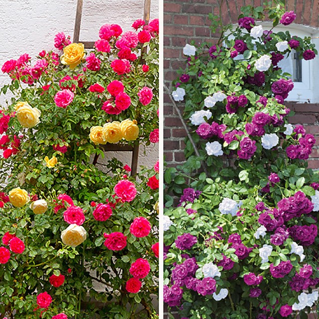 Pink Parade Duo Climbing Roses Set of 2 Bare Root Plants