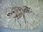 Eocene Green River fossil insect Colorado Chilosia sp. Excellent fly #157