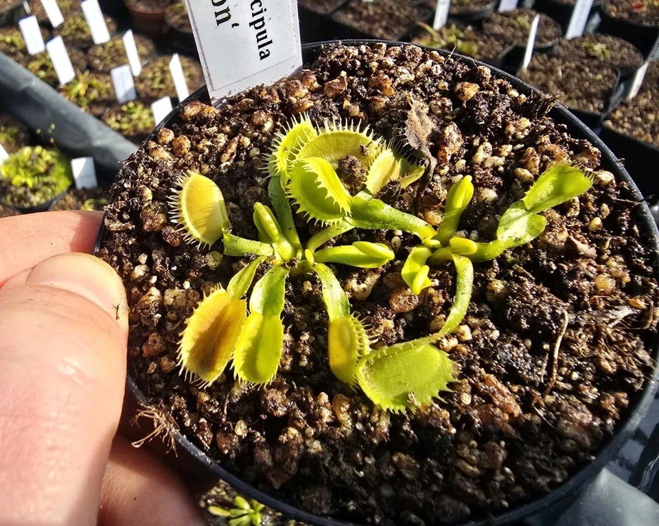 Dionaea muscipula 'Triton', fleischfressende Pflanzen, Venusfliegenfalle - Bild 1 von 1