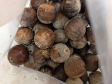 Bur Oak Acorns For Sale. Large Acorns. Mossy cup. Northern Ecotype. 8 Acorns.