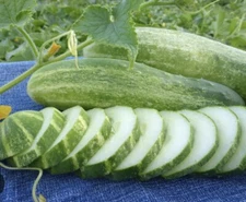 Straight 8 Eight Cucumber 30 Seeds Heirloom Non-GMO Organic