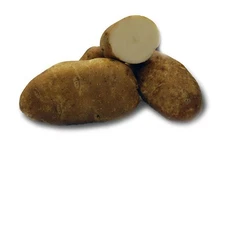Ranger Russet Potato -2 lbs pounds- Certified Whole Seed Potatoes for Spring