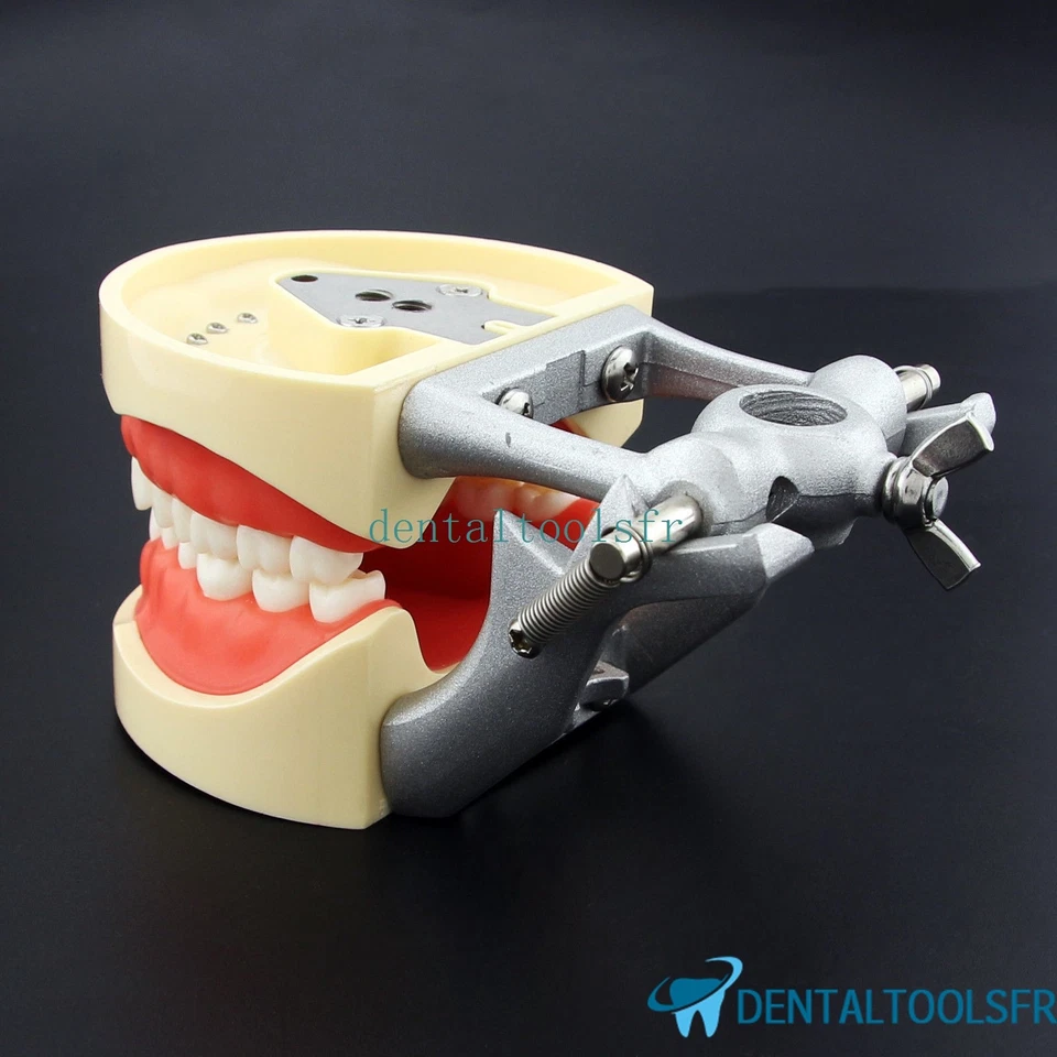 Dentaire Typodont Pratique Modèle 200 avec dents amovibles Fit Kilgore Nissin - Photo 3/4
