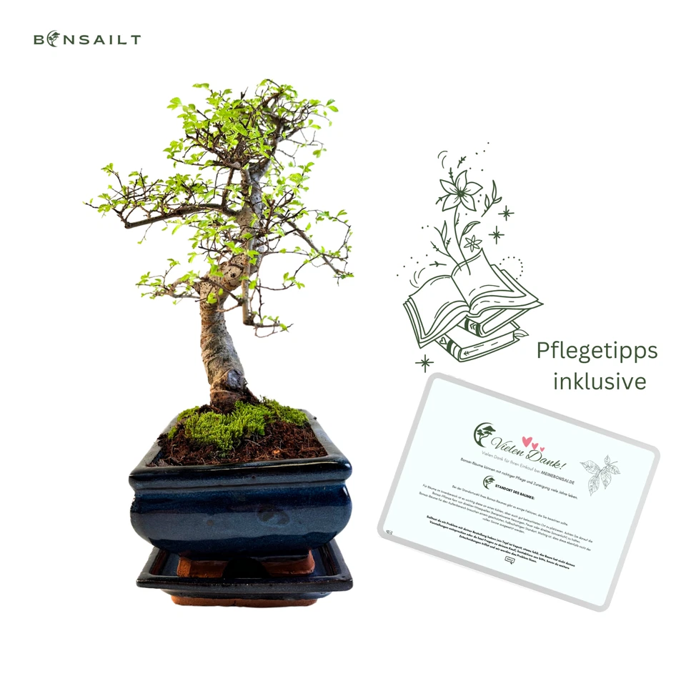 Chinesische Ulme Bonsai Baum 35-40 cm, 8-9 Jahre alt - Pflegeleichte Zimmerpflan - Bild 4 von 4