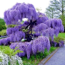 5 Chinese Blue Wisteria sinensis Tree Seeds Fast Climber Flower Vine Hardy Plant