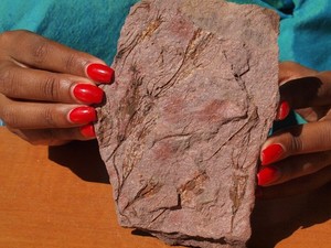 Detailed Scyphocrinites CRINOID Fossil Group from Morocco 480 Million Years Old
