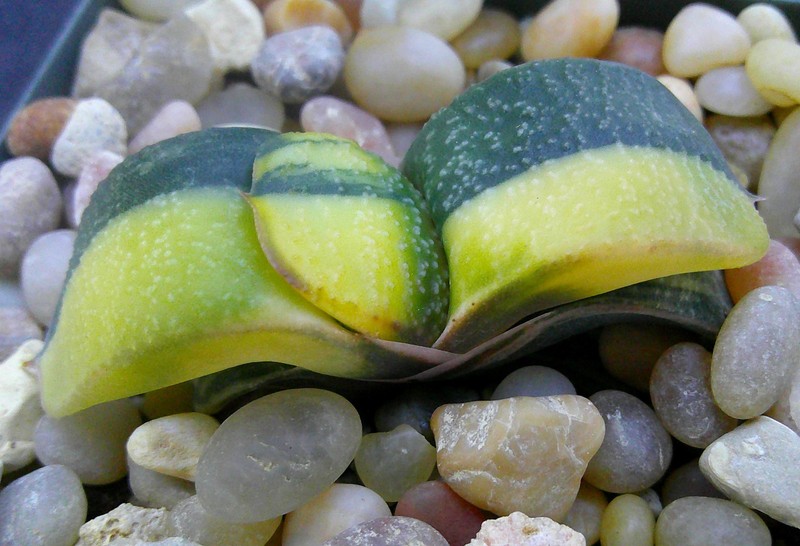 Gasteria Armstrongii x Pillansii Variegate Bumpy Leaf Seedling with Small Offset