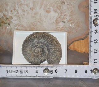 Orthosphinctes sp.Ammonit Mit Glaukonit Gräfenberg Stb Deuerlein Fossilien