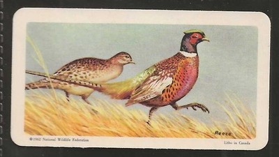 BROOKE BOND (TEA)-(USA) BIRDS OF NORTH AMERICA 1962-#33- RING NECKED PHEASANT