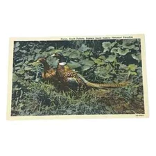 Postcard Huron South Dakota Eastern South Dakota Pheasant Paradise Vintage B171
