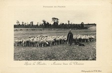 CPA Agricoltura Allevamento Pecore Dopo la raccolta Paesaggio (13810)