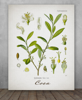 Poster - Coca Plant - Choose Unframed Poster or Canvas - Makes a Great Gift  | eBay