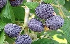 Rubus leucodermis | Black Raspberry | 20_Seeds