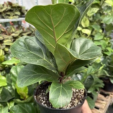 Fiddle Leaf Fig (Ficus Lyrata) Live Plant 4" Pot Indoor Tree Fast Shipping
