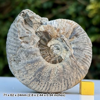 Kepplerite Fossil Ammonit Koenigi Zone Gowerianus Subzone Kellaways Formation