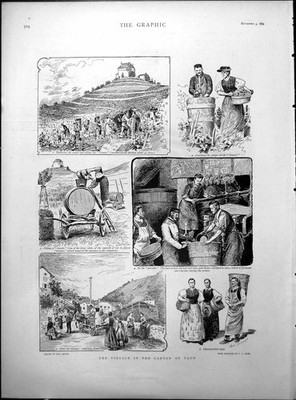 Alter antiker Druck Kanton Waadt Trauben Empire Etui Frau Gesang Frau Amos 1894 19.