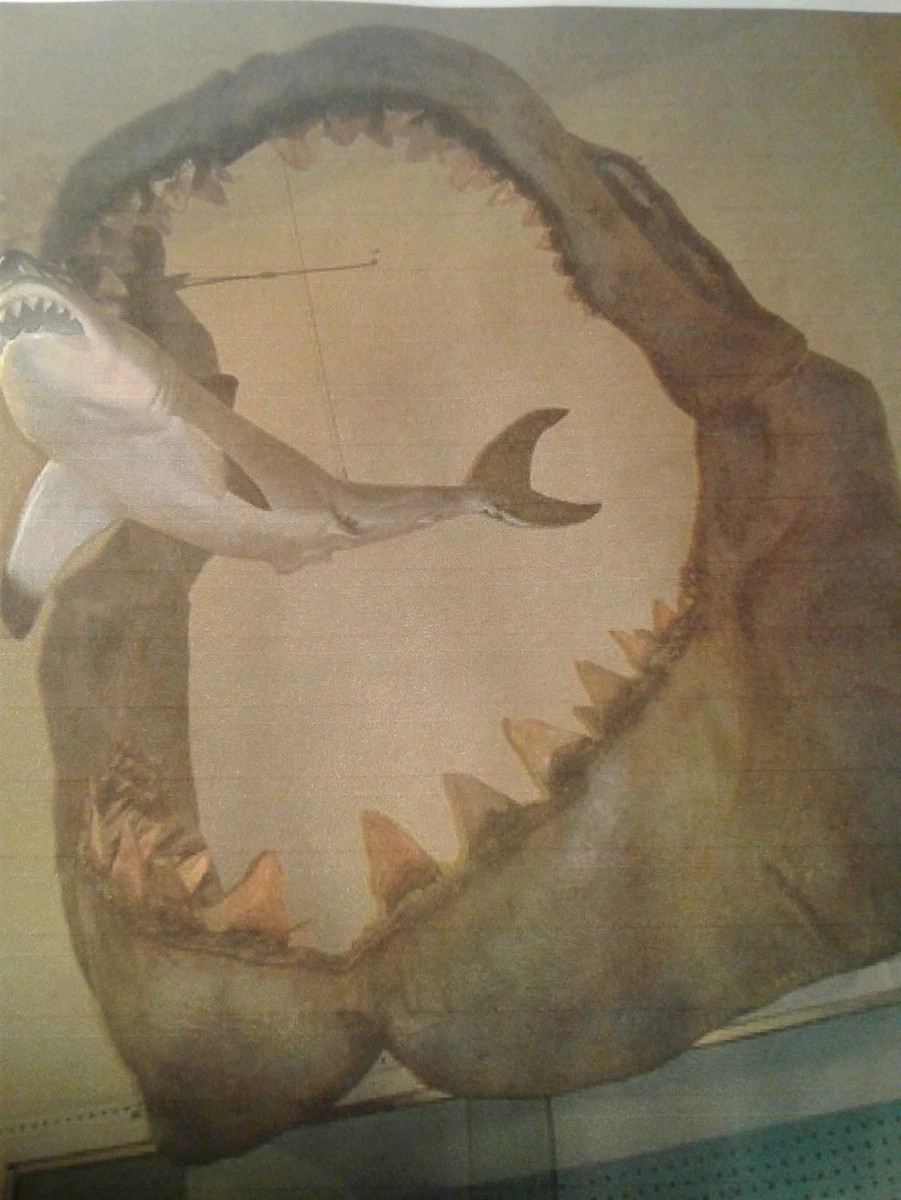 Real Megalodon Jaw