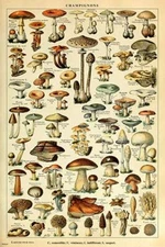 Adolphe Millot Mushroom Varieties French Vintage Poster Home Decor Art Print