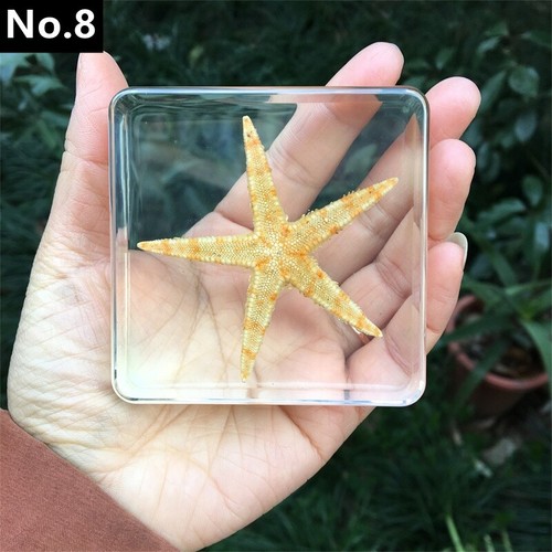 Resin Specimen Paperweight Squid Crab Sea Life for Science Education - Picture 17 of 22