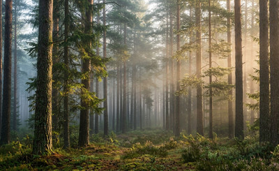 Misty Pine Forest Wallpaper | 4K Ultra HD Nature Landscape (4708×3648) | AI Art