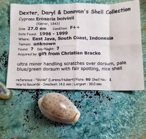 Cypraea Boivinii Shell Private Collection