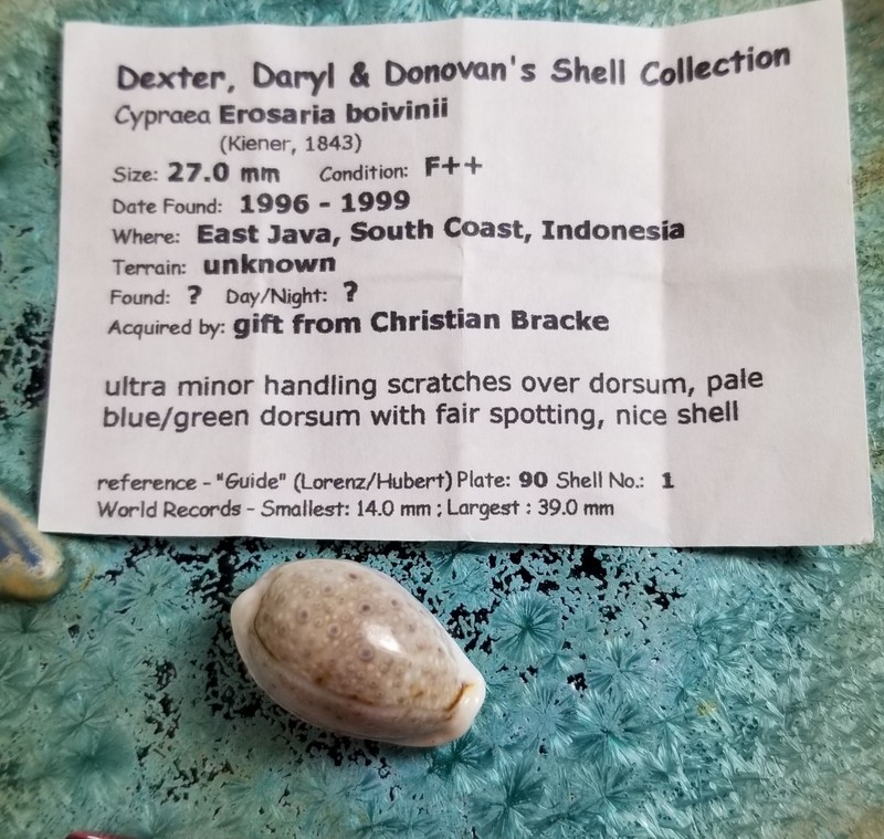 Cypraea Boivinii Shell Private Collection