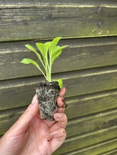 20 x bare root plug plant Red Campion Latin: Silene dioica perennial wildflower