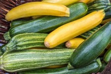 Squash Seed: Zucchini mixture Seeds Fresh Seed