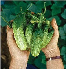 Northern Pickling Cucumbers Seeds (25+ Seeds)
