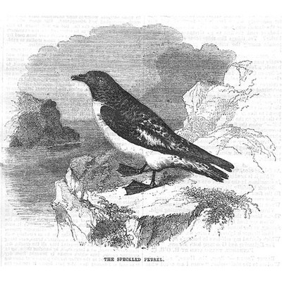 VÖGEL Der gesprenkelte Sturmvogel - antiker Druck 1857